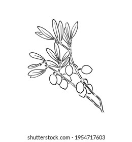 Vector sketch of olive tree branch . olive branch vector sketch on a white background