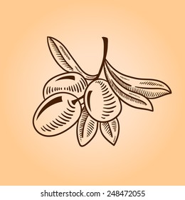 Vector sketch of olive tree branch. Engraving hand drawn style.