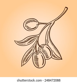 Vector sketch of olive tree branch. Engraving hand drawn style.