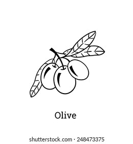 Vector sketch of olive tree branch. Line hand drawn style.