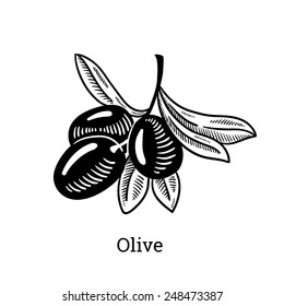 Vector sketch of olive tree branch. Engraving hand drawn style.