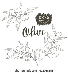 Vector sketch of olive tree branch
