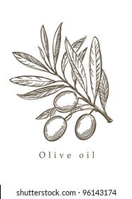 Vector Sketch Of Olive Tree Branch