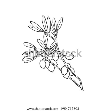 Vector sketch of olive tree branch . olive branch vector sketch on a white background