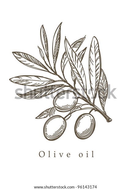Vector Sketch Olive Tree Branch Stock Vector (Royalty Free) 96143174