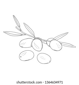 Vector Sketch Olives on Branch with Leaves