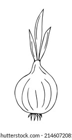 Vektorgrafik von Zwiebeln einzeln auf weißem Hintergrund. Line Silhouette handgefertigt.