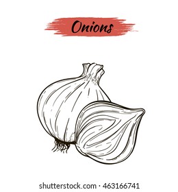 Vector sketch of onions isolated on white background. Line silhouette handmade.