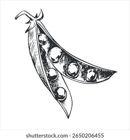Vector sketch of an open green pea pod. Bean pod, seeds visible. Imitation of engraving technique. Useful vegetable crop. Peas are hand-drawn with black ink on a white background.