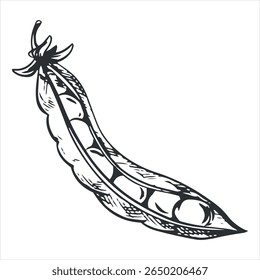 Vector sketch of an open green pea pod. Bean pod, seeds visible. Imitation of engraving technique. The drawing is hand-drawn with black ink on a white background.