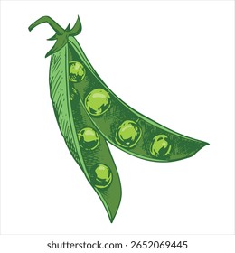 Vector sketch of an open green pea pod. Bean pod, seeds visible. Imitation of the painted engraving technique. Useful vegetable crop. Peas are hand-drawn with ink.