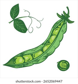 Vector sketch of an open green pea pod. Ripe bean pod, seeds visible. Imitation of engraving technique. The drawing is hand-drawn with ink and brush.