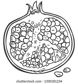 Vector Sketch Open Pomegranate