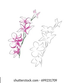 vector sketch of orchid branch
flowet outline illustration