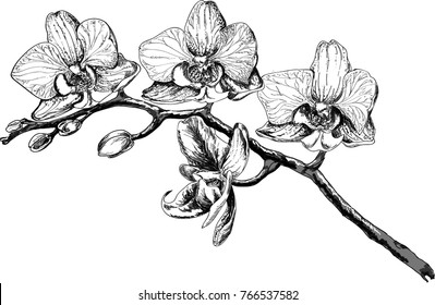 Vector Sketch Orchid Flower Stock Vector (Royalty Free) 766537582