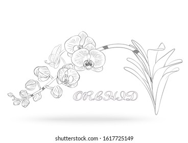 Vector sketch of orchid flower with leaf. Floral tropical isolated on white background