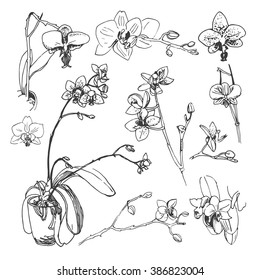 Vector sketch orchid flowers. Hand drawn plants on a white background.