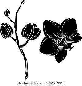 Vector sketch of orchid flowers. Nature. Sketch, illustration. decorative