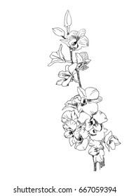  Vector sketch orchids. hand drawing Illustration