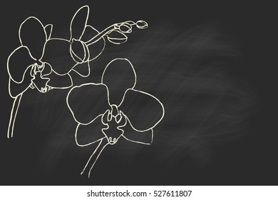 Vector sketch of orchids on black chalk board.
