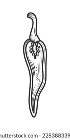 Esbozo vectorial aislado del icono del chile vegetal orgánico