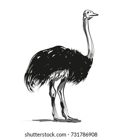 Vector sketch ostrich