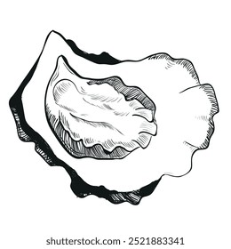 Esboço vetorial da ostra. Concha aberta de ostra desenhada à mão. Frutos do mar isolados em fundo branco, esboço linear. Efeito de gravura, desenho de tinta linear. Clipart para logotipo, menu.