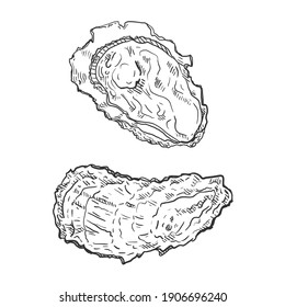 Vector Sketch Oyster Illustrations on White Background