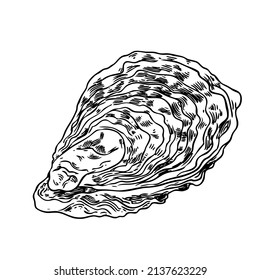 Vector Sketch Oyster Illustrations on White Background

