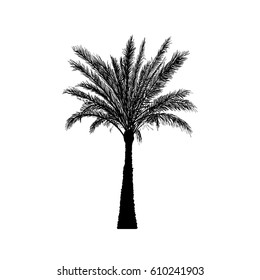 Vector sketch palm tree. Hand drawn silhouette date palm