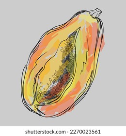 Vector sketch, papaya with watercolor strokes
