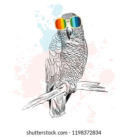 Vector sketch of parrot with glasses. Retro illustration