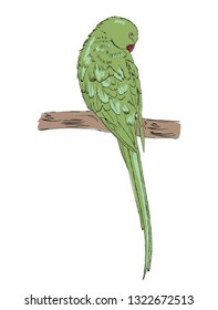 Vector sketch of a parrot. Hand drawn illustration