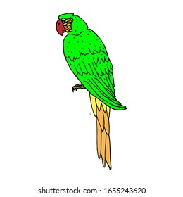 Esbozo vectorial de un loro. Ilustración dibujada a mano