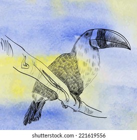 Vector sketch of a parrot. Hand drawn illustration