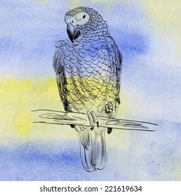 Vector sketch of a parrot. Hand drawn illustration