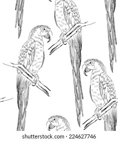 Vector sketch of a parrot. Hand drawn illustration