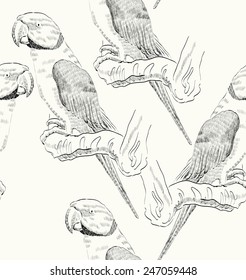 Vector sketch of a parrot. Hand drawn illustration