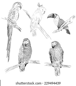 Vector sketch of a parrots. Hand drawn illustration