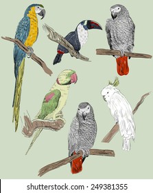 Vector sketch of a parrots. Hand drawn illustration