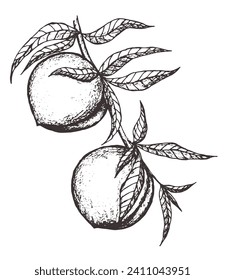 Vector Sketch Peach decorative. Hand Drawn Botanical Illustrations. Black and white with line art isolated on white backgrounds. Fruits drawings. Retro style elements.