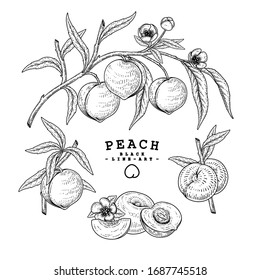 Vector Sketch Peach decorative set. Hand Drawn Botanical Illustrations. Black and white with line art isolated on white backgrounds. Fruits drawings. Retro style elements.
