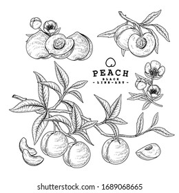 Vector Sketch Peach decorative set. Hand Drawn Botanical Illustrations. Black and white with line art isolated on white backgrounds. Fruits drawings. Retro style elements.
