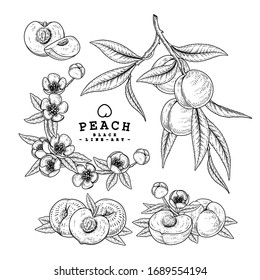 Vector Sketch Peach decorative set. Hand Drawn Botanical Illustrations. Black and white with line art isolated on white backgrounds. Fruits drawings. Retro style elements.
