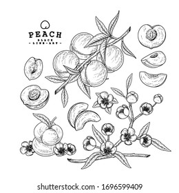 Vector Sketch Peach decorative set. Hand Drawn Botanical Illustrations. Black and white with line art isolated on white backgrounds. Fruits drawings. Retro style elements.
