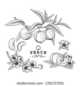 Vector Sketch Peach decorative set. Hand Drawn Botanical Illustrations. Black and white with line art isolated on white backgrounds. Fruits drawings. Retro style elements.
