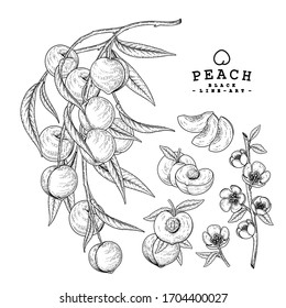 Vector Sketch Peach decorative set. Hand Drawn Botanical Illustrations. Black and white with line art isolated on white backgrounds. Fruits drawings. Retro style elements.
