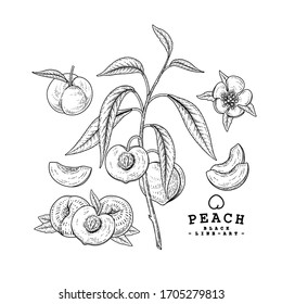 Vector Sketch Peach decorative set. Hand Drawn Botanical Illustrations. Black and white with line art isolated on white backgrounds. Fruits drawings. Retro style elements.
