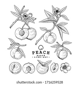 Vector Sketch Peach decorative set. Hand Drawn Botanical Illustrations. Black and white with line art isolated on white backgrounds. Fruits drawings. Retro style elements.
