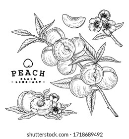 Vector Sketch Peach decorative set. Hand Drawn Botanical Illustrations. Black and white with line art isolated on white backgrounds. Fruits drawings. Retro style elements.
